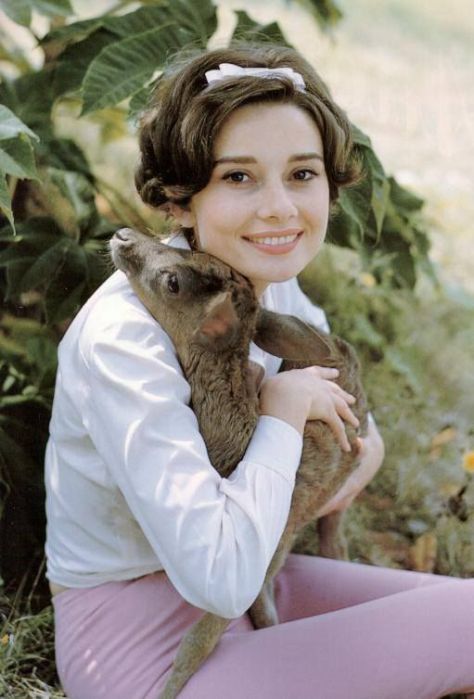 her-royal-highness-audrey-hepburn-the-desires-of-your-hear-corporation-wildlife-photo-10